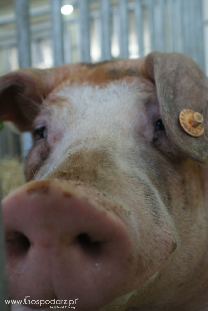 Lochy, knury na XXV Krajowej Wystawie Zwierząt Hodowlanych