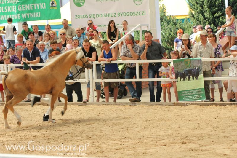 Zielone AGRO SHOW – POLSKIE ZBOŻA 2014 w Sielinku - niedziela