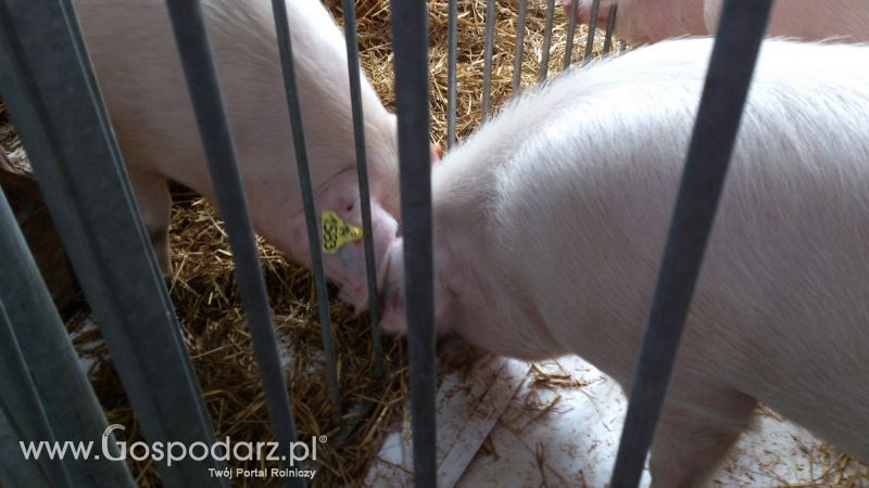 KWZH 2015. Bliskie spotkania ze zwierzętami hodowlanymi
