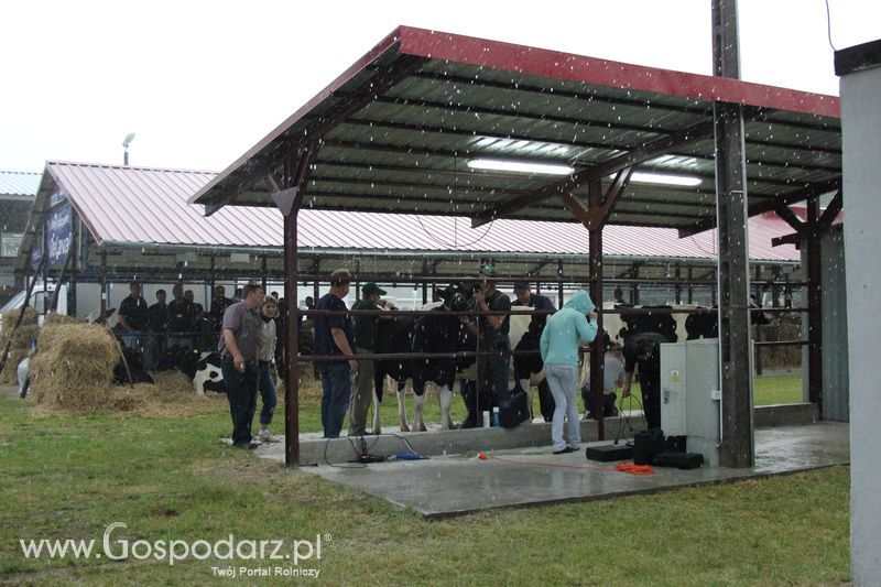 XVIII Regionalna Wystawa Zwierząt Hodowlanych w Szepietowie - przygotowania