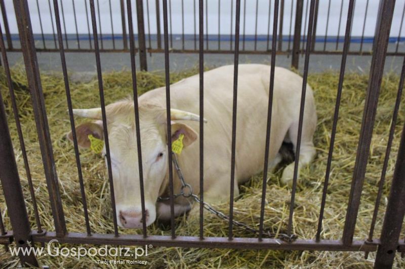 XXVI Krajowa Wystawa Zwierząt Hodowlanych - piątek