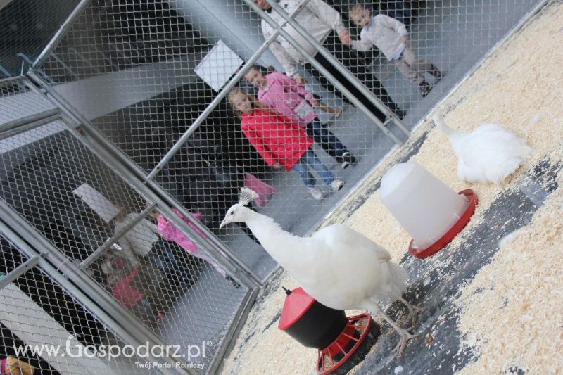 XXVI Krajowa Wystawa Zwierząt Hodowlanych - sobota i niedziela