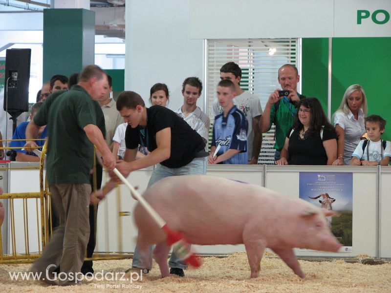 Lochy, knury na XXV Krajowej Wystawie Zwierząt Hodowlanych