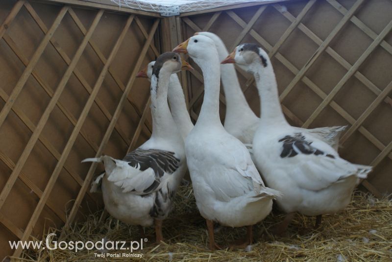 Gęsi, kury, kaczki, strusie na XXV Krajowej Wystawie Zwierząt Hodowlanych