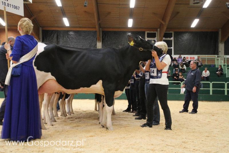 Wystawa  Blickpunkt Rind 2013 w miejscowości Paaren/Glien (Niemcy)