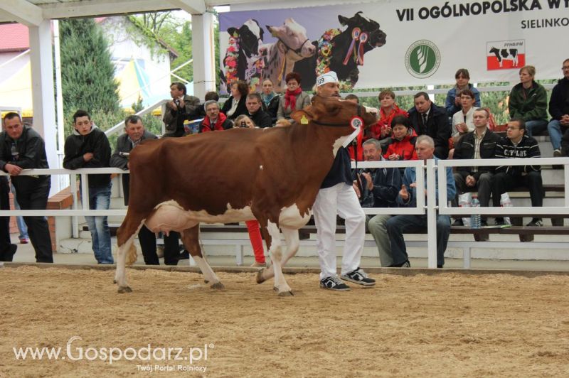 Prezentacja Championów na VII Ogólnopolskiej Wystawie Bydła Hodowlanego w Sielinku 2012