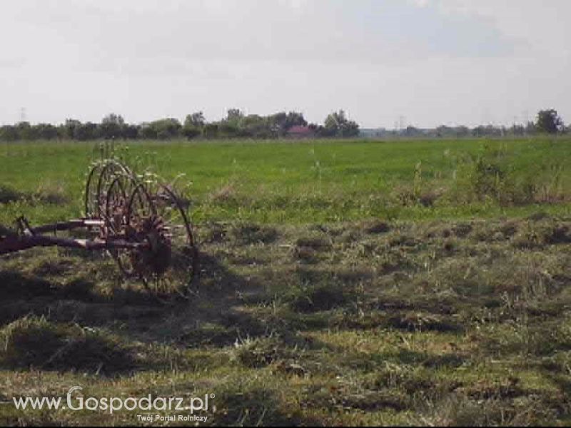 Sianokosy 2013