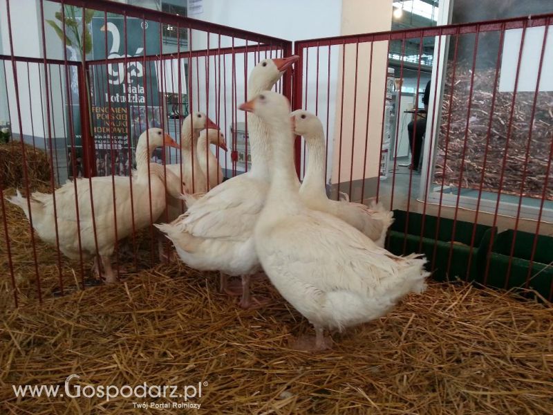 XXVI Krajowa Wystawa Zwierząt Hodowlanych - sobota i niedziela