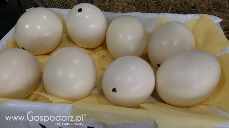 KWZH 2015. Bliskie spotkania ze zwierzętami hodowlanymi