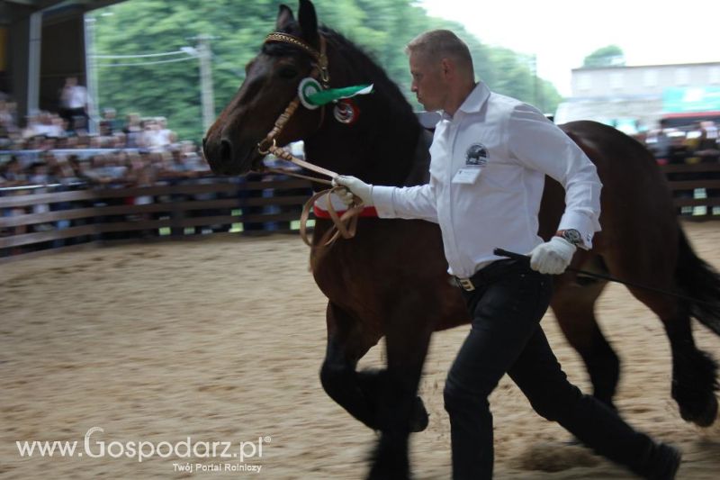 Regionalna Wystawa Zwierząt Hodowlanych i Dni z Doradztwem Rolniczym w Szepietowie-niedziela