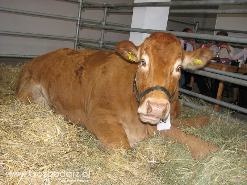 Bydło mięsne na XXV Krajowej Wystawie Zwierząt Hodowlanych