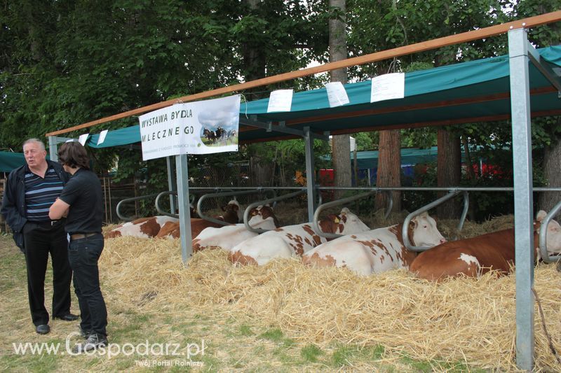 XX Targi Rolnicze Lubniewice - zwierzęta