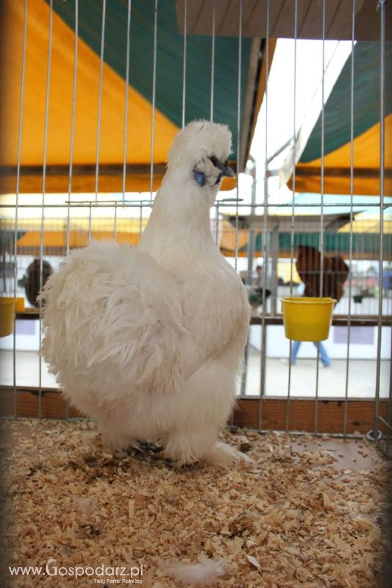 Wielkopolskie Targi Rolnicze „Sielinko 2011”  - Sobota