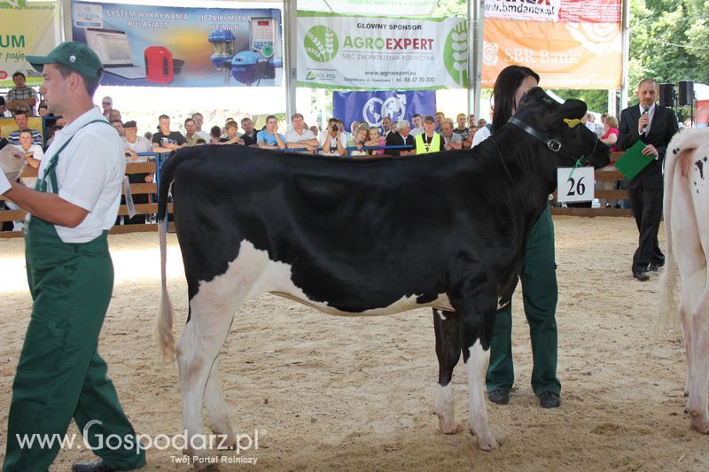 Bydło - Szepietowo 2012 XIX Regionalna Wystawa Zwierząt Hodowlanych