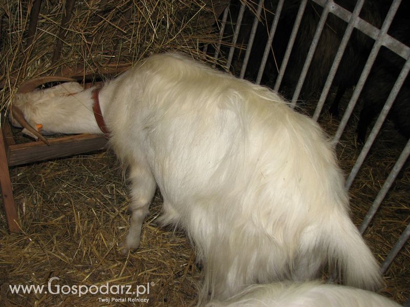 Owce i kozy na XXV Krajowej Wystawie Zwierząt Hodowlanych