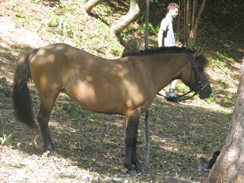 Krajowa Wystawa Ras Rodzimych Rudawka Rymanowska 2012