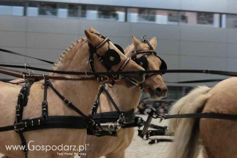 CAVALIADA 2013 w Poznaniu