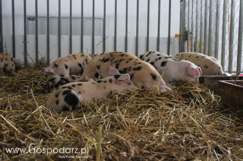 XXVI Krajowa Wystawa Zwierząt Hodowlanych - sobota i niedziela