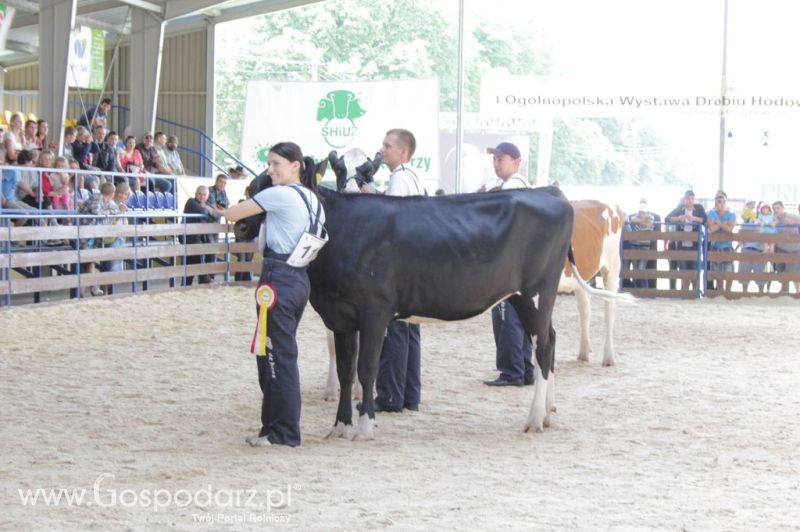 Bydło - Szepietowo 2012 XIX Regionalna Wystawa Zwierząt Hodowlanych