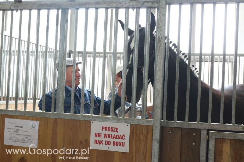 Krajowa Wystawa Zwierząt Hodowlanych w Poznaniu 2017 (piątek, 5 maja)