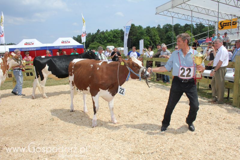 Superchampioni i championi Śląskiej Wystawy Bydła Mlecznego Opolagra 2011