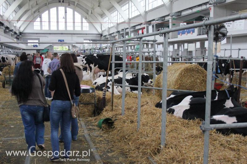 XXVI Krajowa Wystawa Zwierząt Hodowlanych - piątek