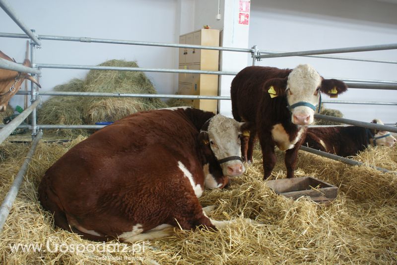 Bydło mięsne na XXV Krajowej Wystawie Zwierząt Hodowlanych