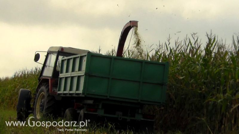 Kiszonka 2013
