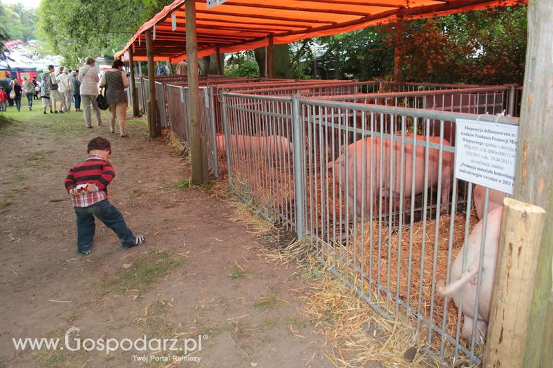 XX Targi Rolnicze Lubniewice - zwierzęta