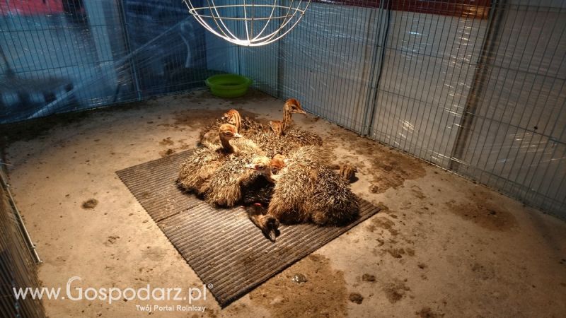 Narodowa Wystawa Zwierząt Hodowlanych 2019