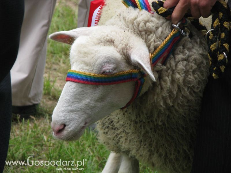 Owce- Szepietowo 2012 XIX Regionalna Wystawa Zwierząt Hodowlanych