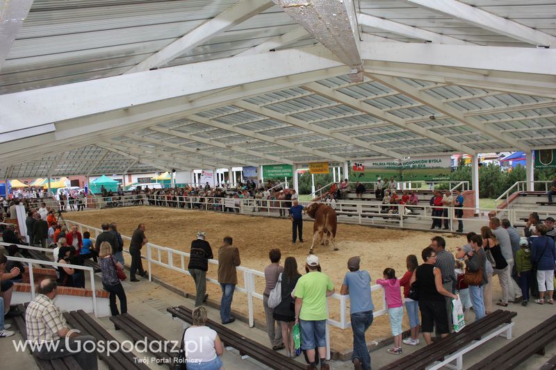 Czempioni XVII Regionalnej Wystawy Zwierząt Hodowlanych Sielinko 2011