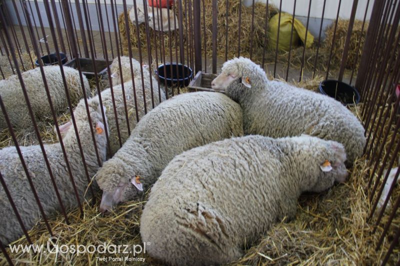 Zielone AGRO SHOW – POLSKIE ZBOŻA 2014 w Sielinku - niedziela