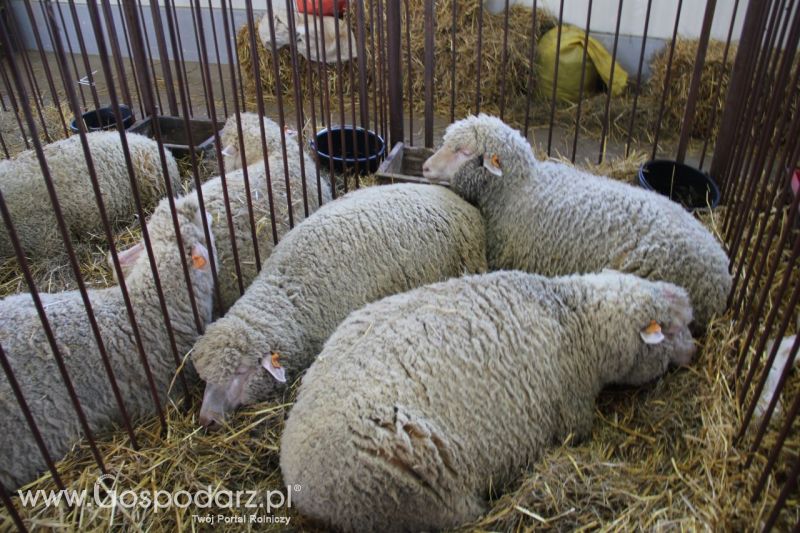 Zielone AGRO SHOW – POLSKIE ZBOŻA 2014 w Sielinku - niedziela