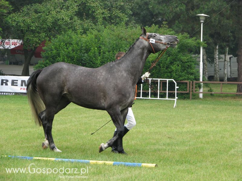Wystawa Koni Sielinko 2011