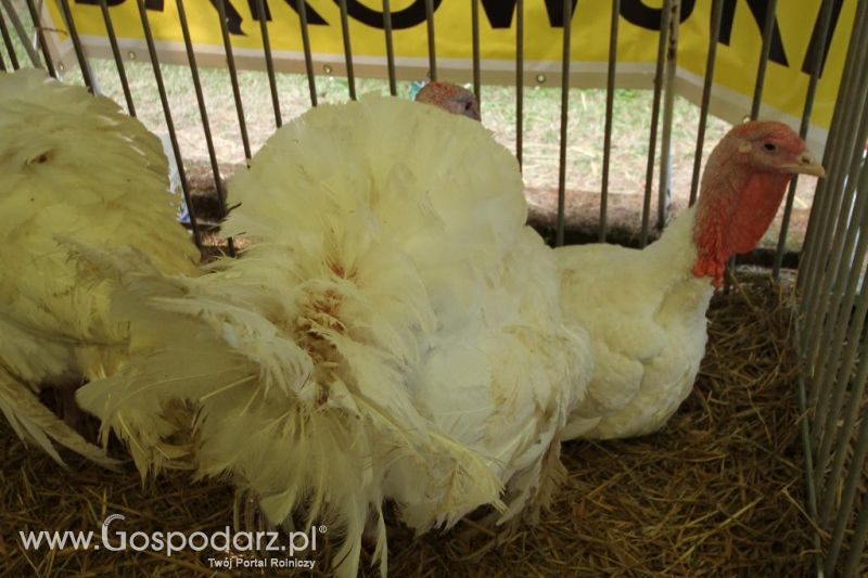 AGRO-TECH w Minikowie 2013
