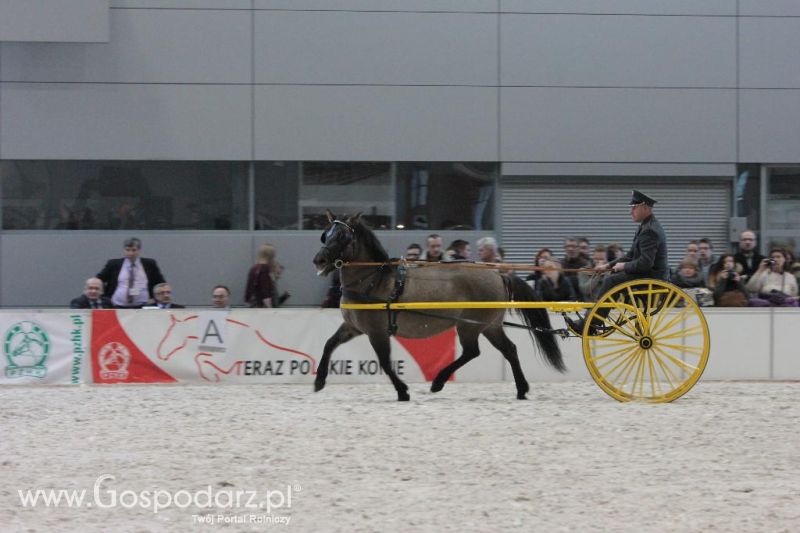 CAVALIADA 2013 w Poznaniu