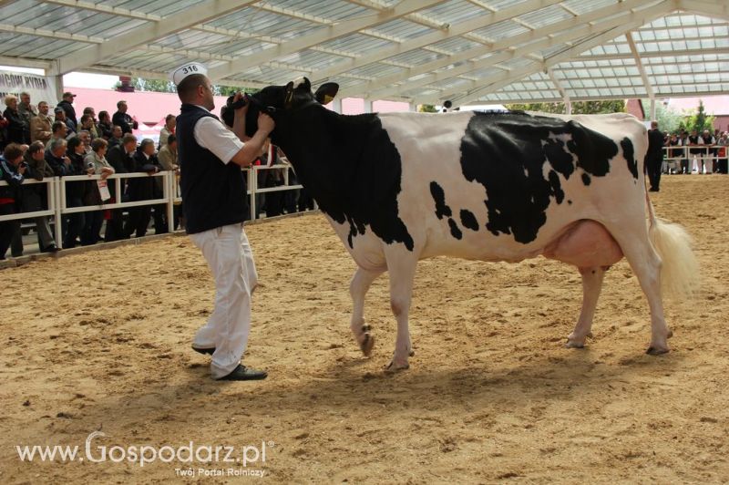 VII Ogólnopolska Wystawa Bydła Hodowlanego - Sielinko 2012