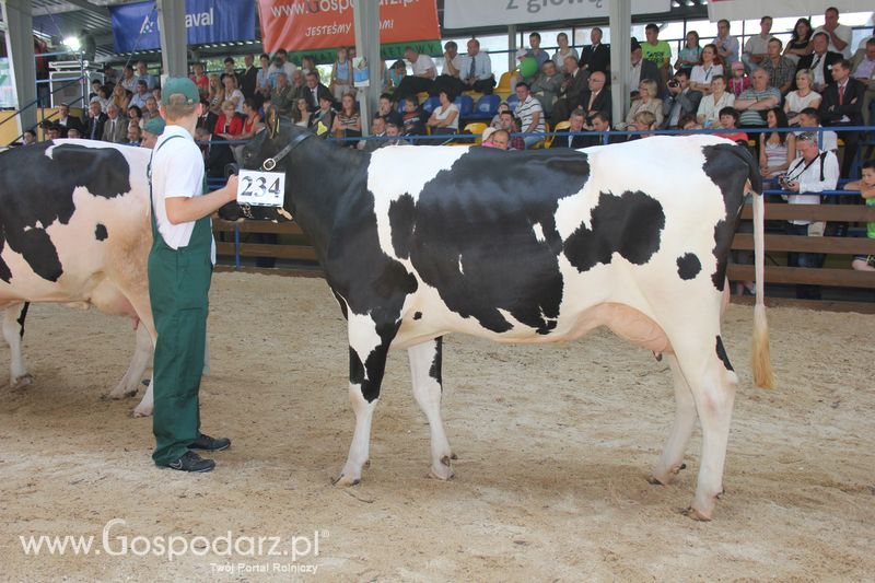 Bydło - Szepietowo 2012 XIX Regionalna Wystawa Zwierząt Hodowlanych