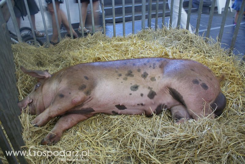 Lochy, knury na XXV Krajowej Wystawie Zwierząt Hodowlanych