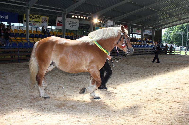 XVIII Regionalna Wystawa Zwierząt Hodowlanych i Dni z Doradztwem Rolniczym w Szepietowie - Sobota