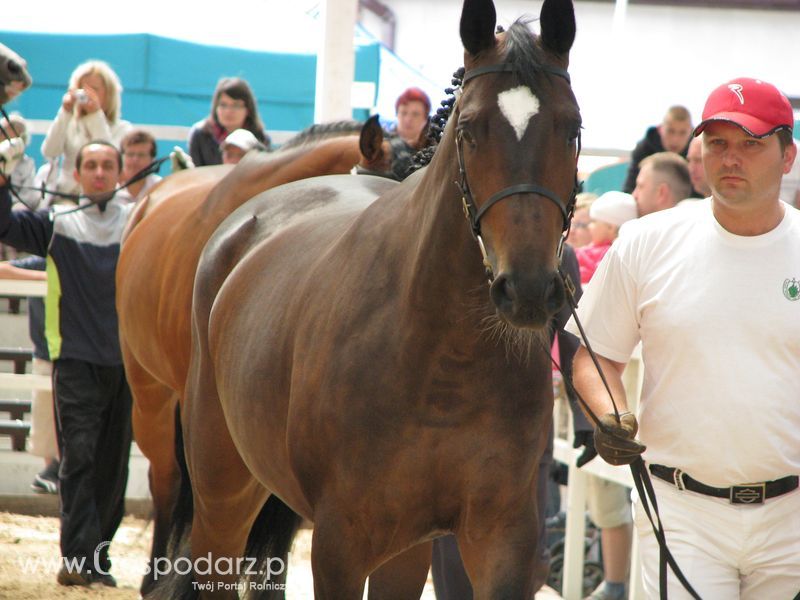 Wystawa Koni Sielinko 2011