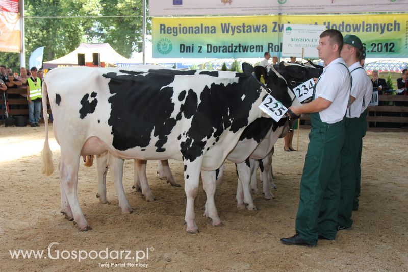 Bydło - Szepietowo 2012 XIX Regionalna Wystawa Zwierząt Hodowlanych