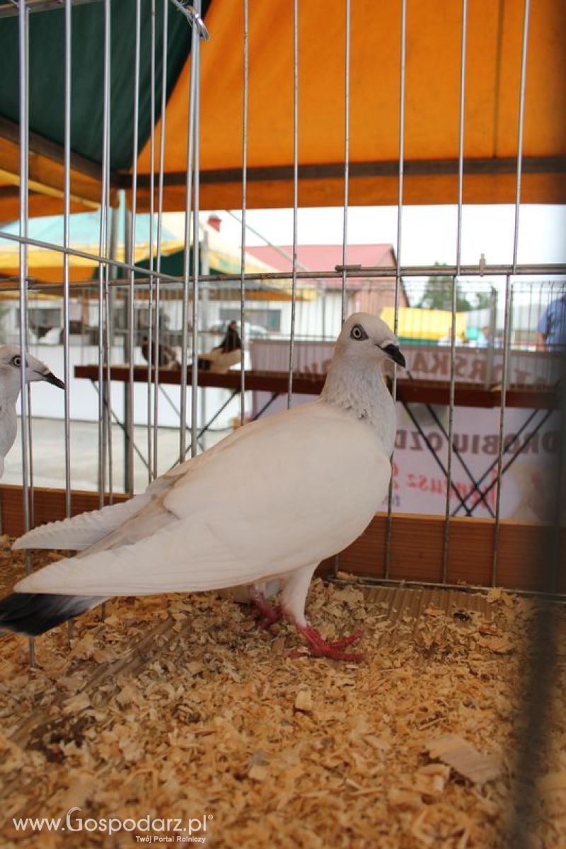 Wielkopolskie Targi Rolnicze „Sielinko 2011”  - Sobota