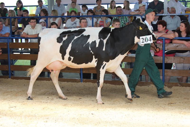Bydło - Szepietowo 2012 XIX Regionalna Wystawa Zwierząt Hodowlanych