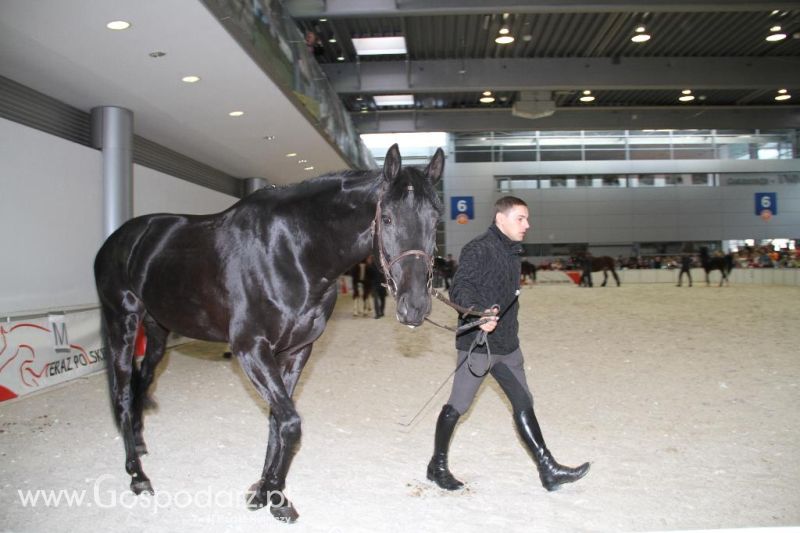 CAVALIADA 2013 w Poznaniu