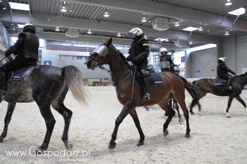 CAVALIADA 2013 w Poznaniu