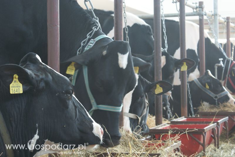 Bydło mleczne na XXV Krajowej Wystawie Zwierząt Hodowlanych