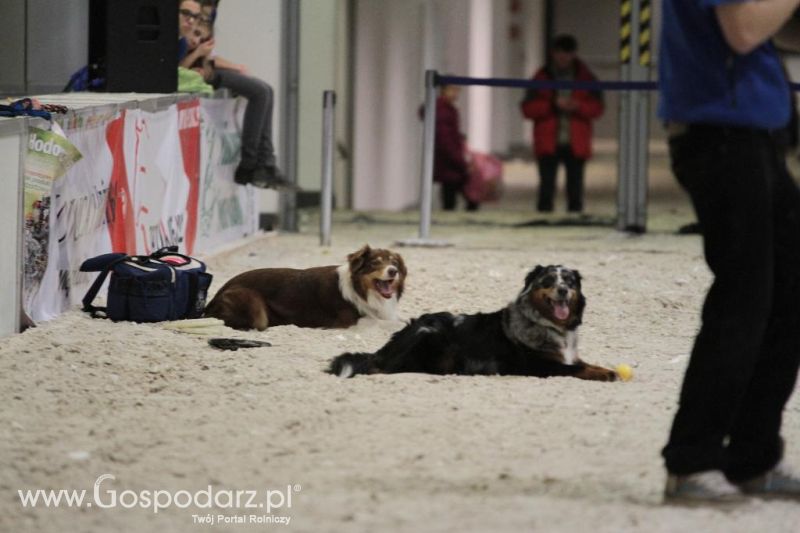 CAVALIADA 2013 w Poznaniu