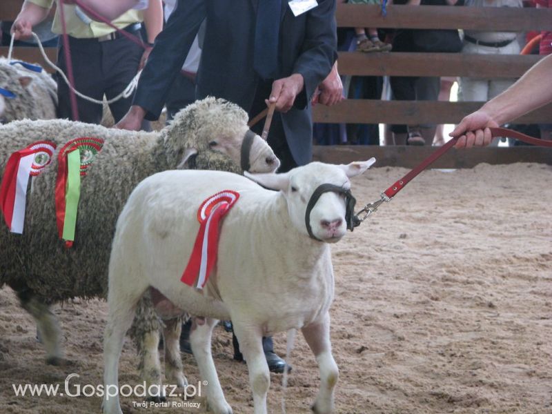 Owce- Szepietowo 2012 XIX Regionalna Wystawa Zwierząt Hodowlanych